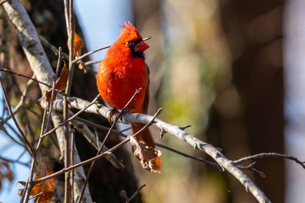 northern cardinal in fall