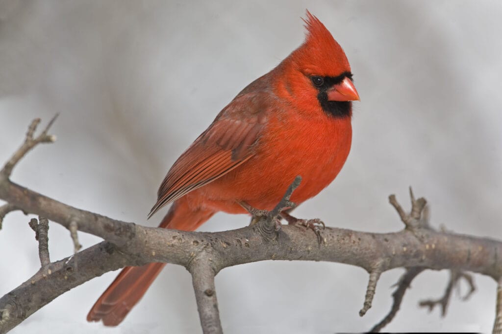 northern cardinal winter