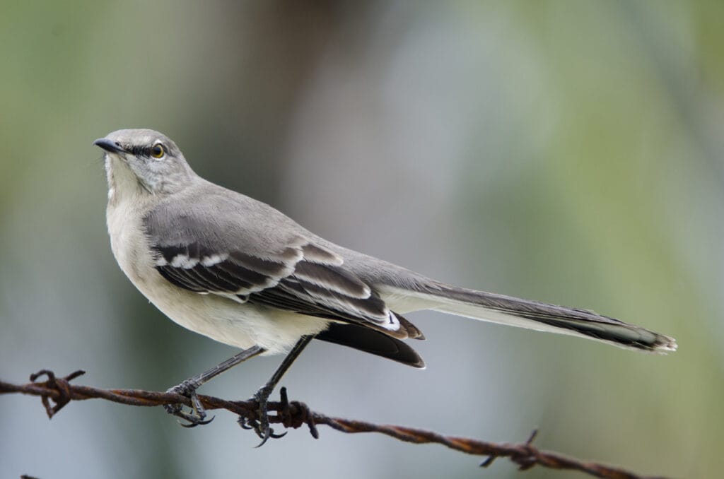 northern mockingbird perched