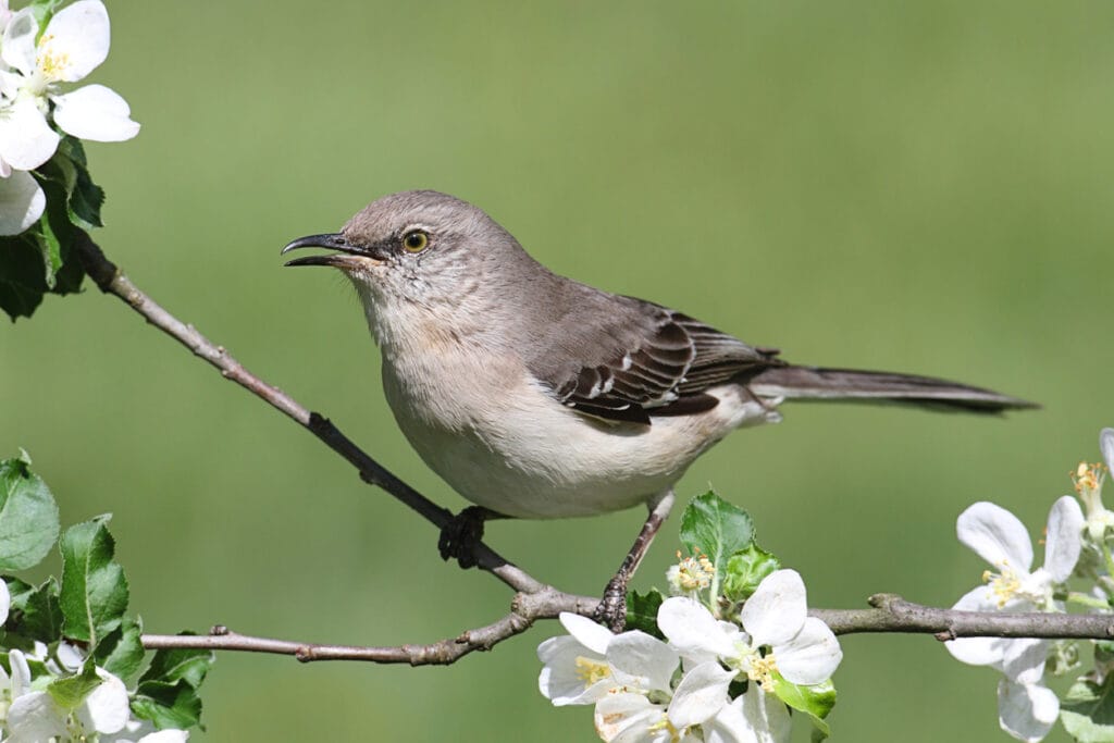 northern mockingbird singing