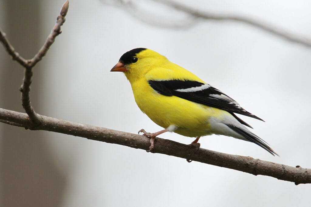 perched american goldfinch