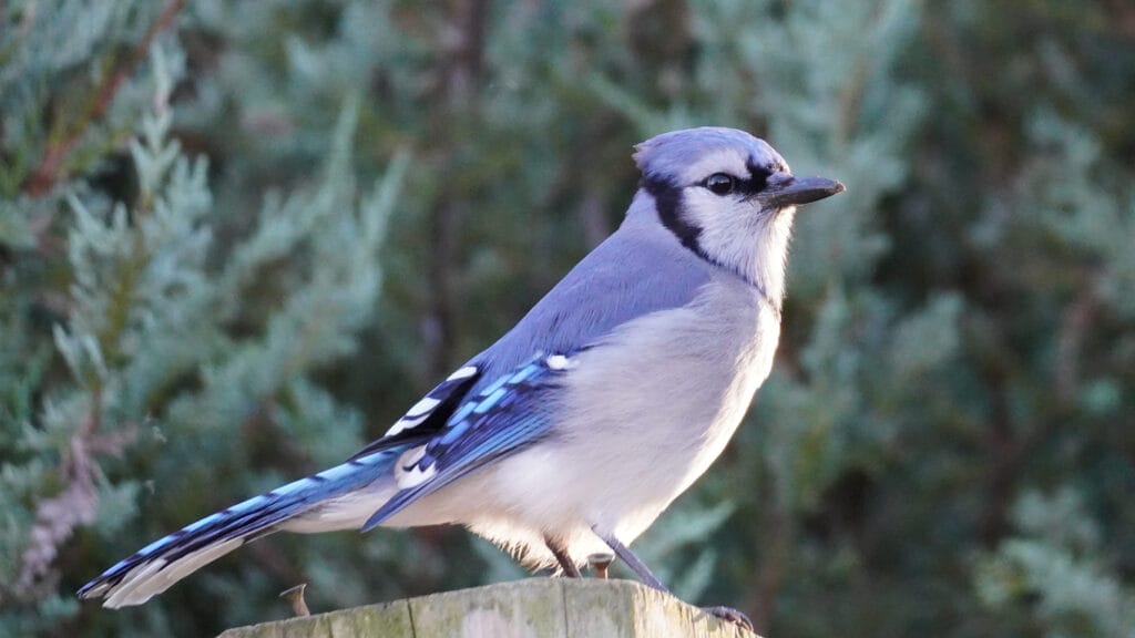perched blue jay