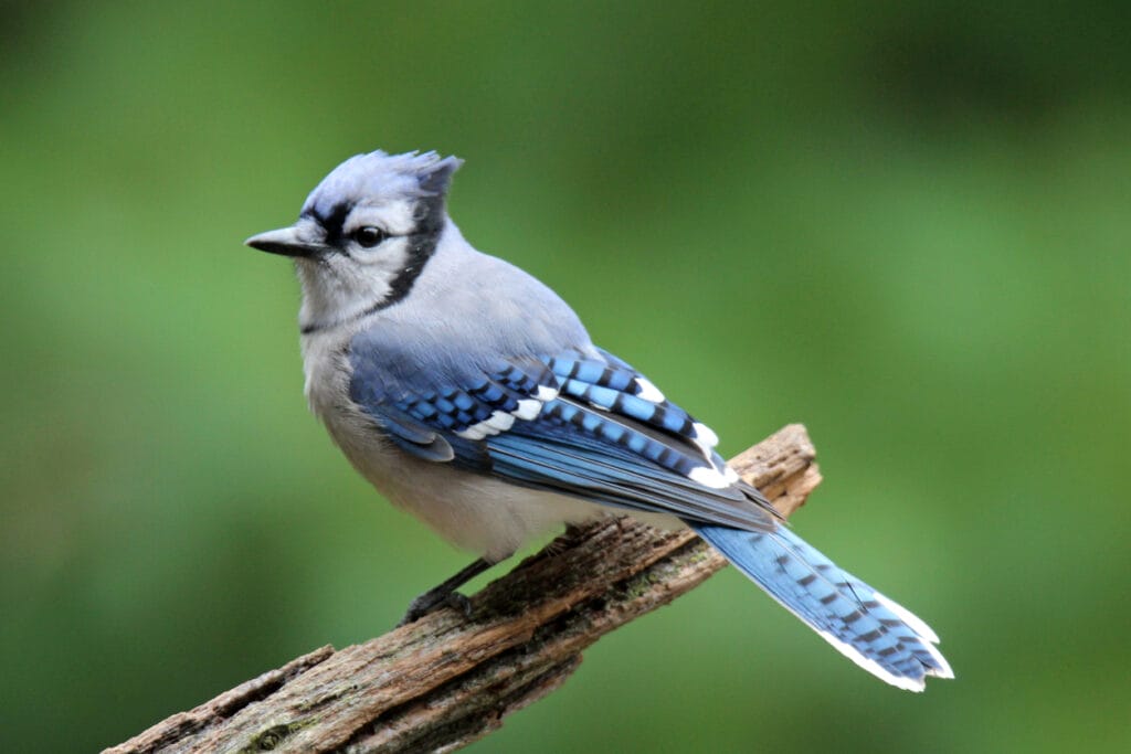 perched blue jay