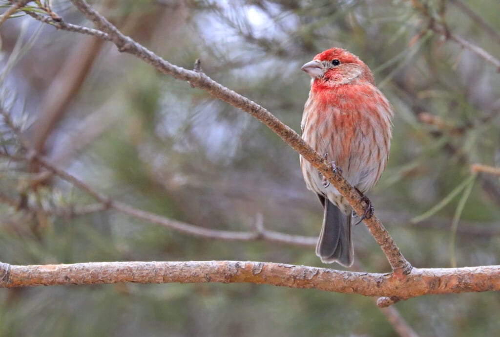 perched house finch
