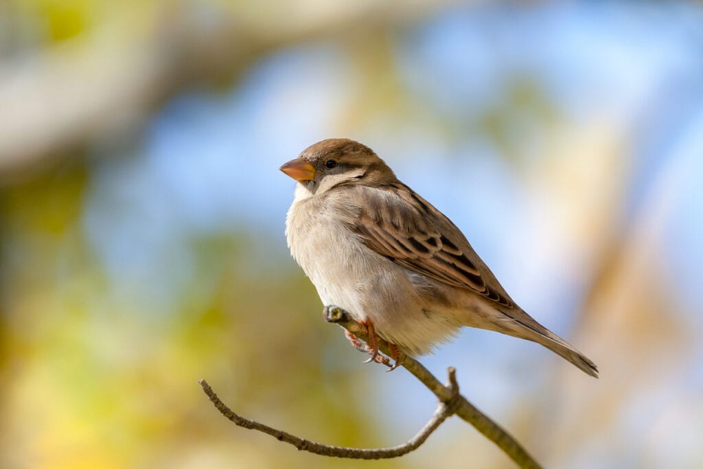 Close-up of female House Sparrow bird on branch