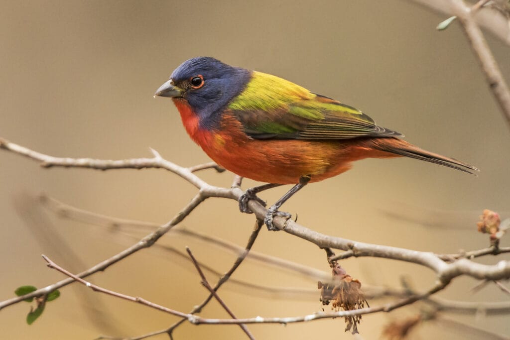 perched painted bunting