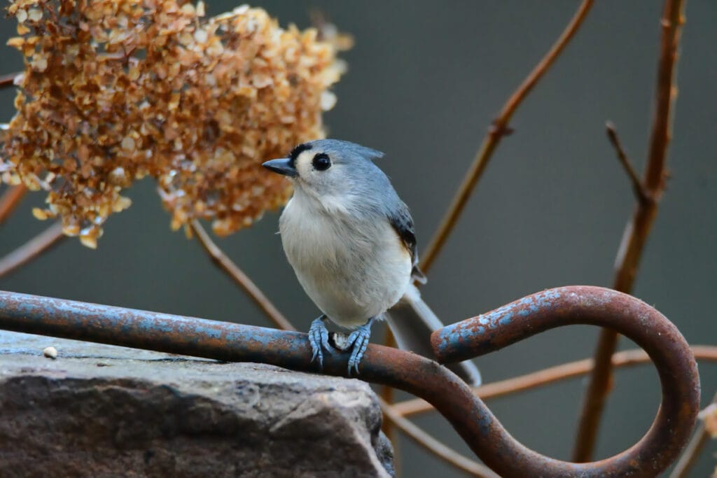 perched tufted titmouse