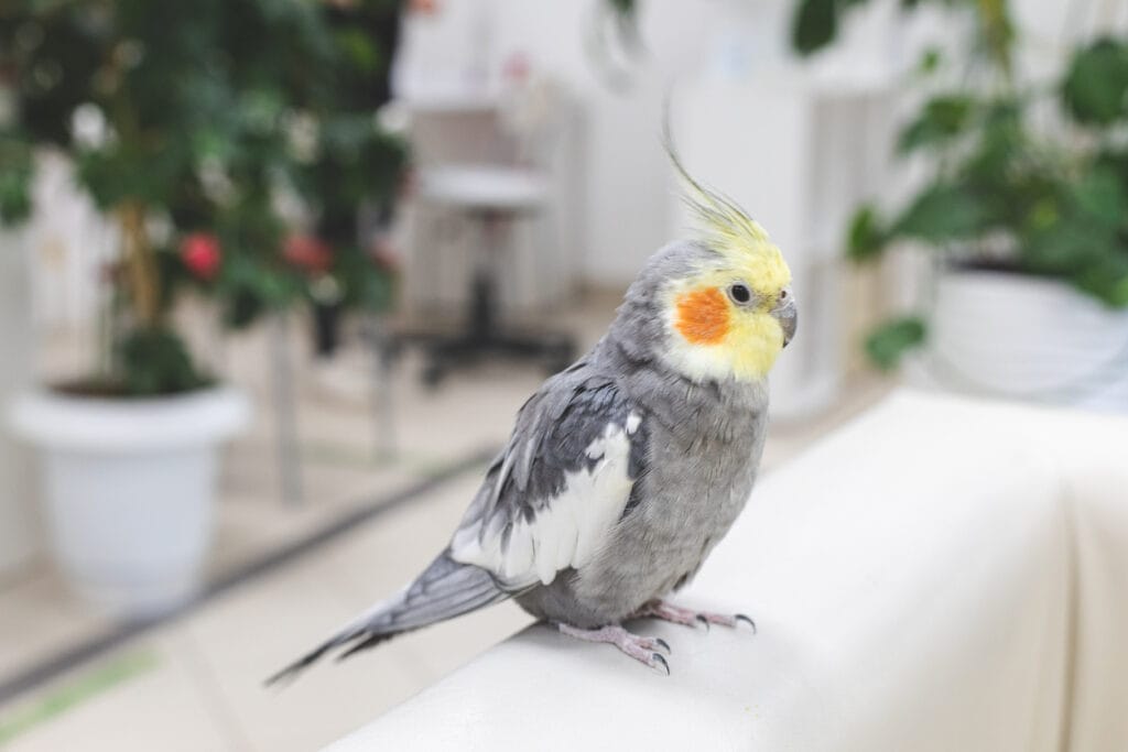 pet cockatiel