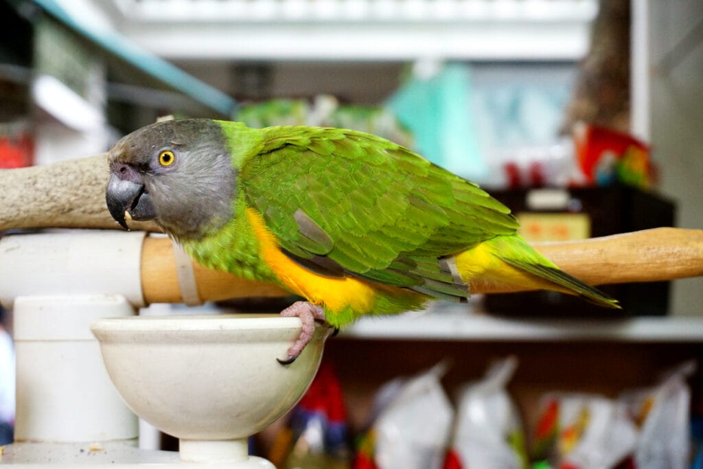 pet senegal parrot