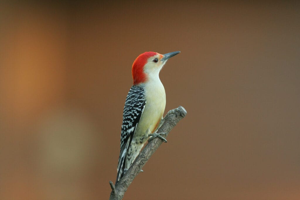 red bellied woodpecker