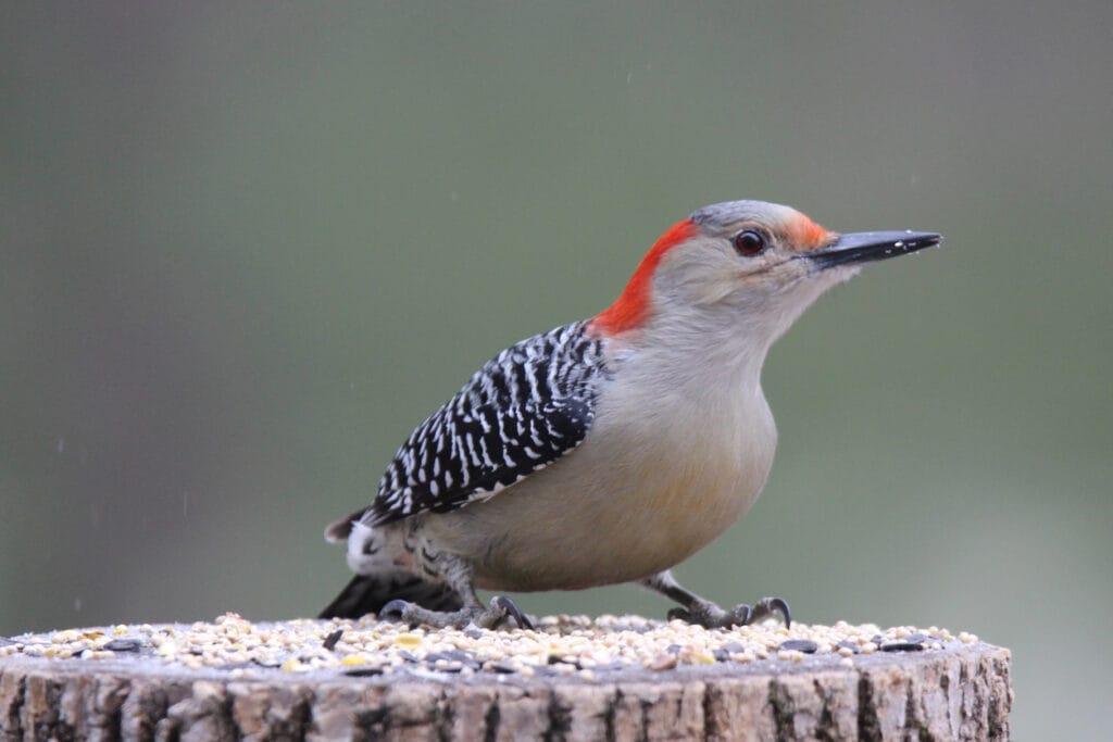 red bellied woodpecker