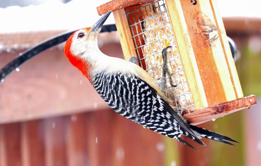 red bellied woodpecker bird feeder