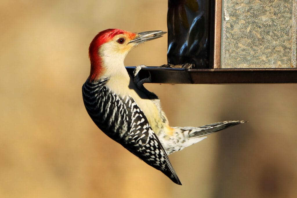 red bellied woodpecker feeding
