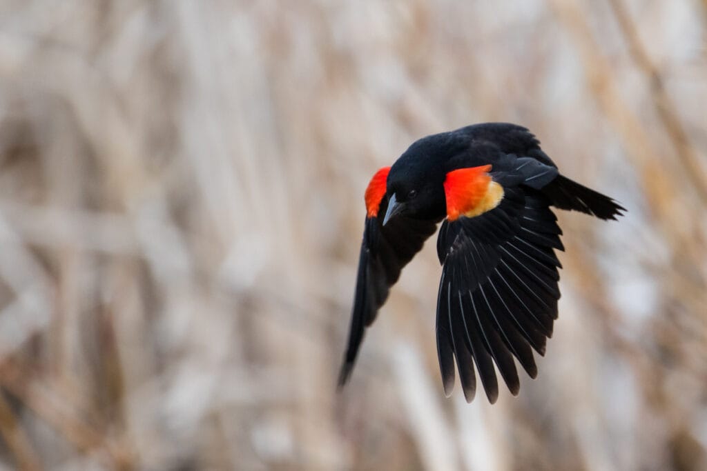 red-winged blackbird flying