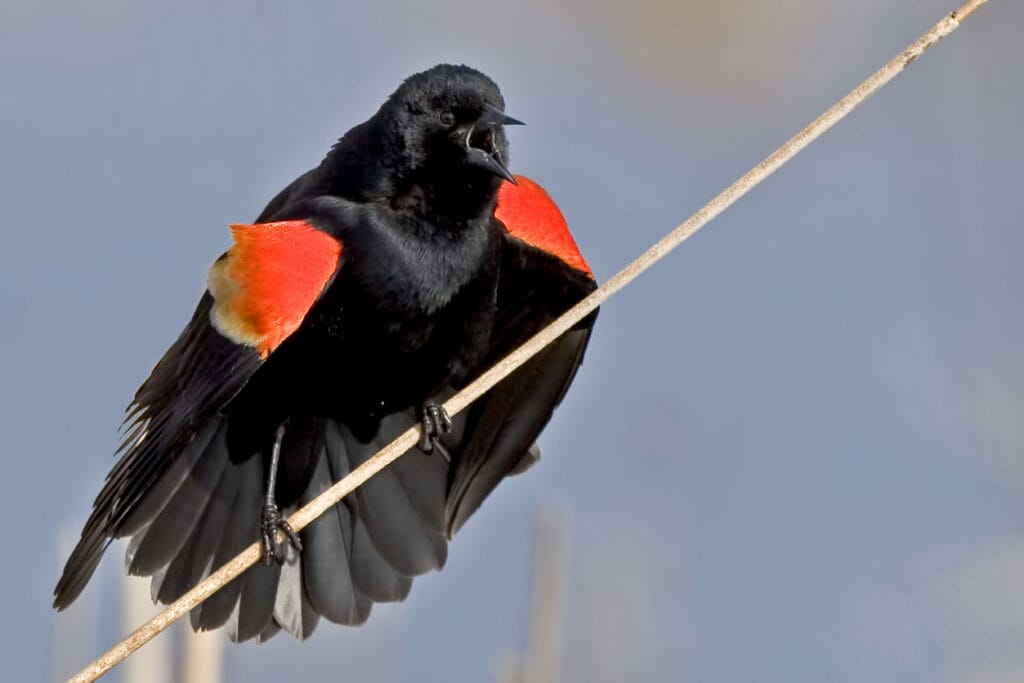 red winged blackbird singing