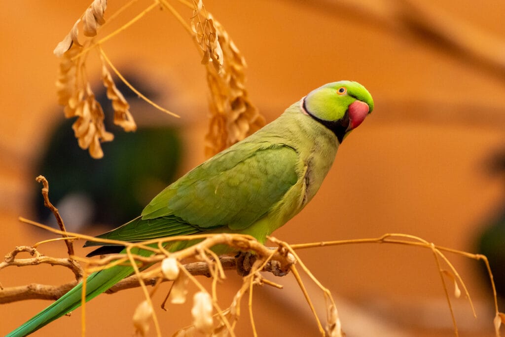 ring necked parrot