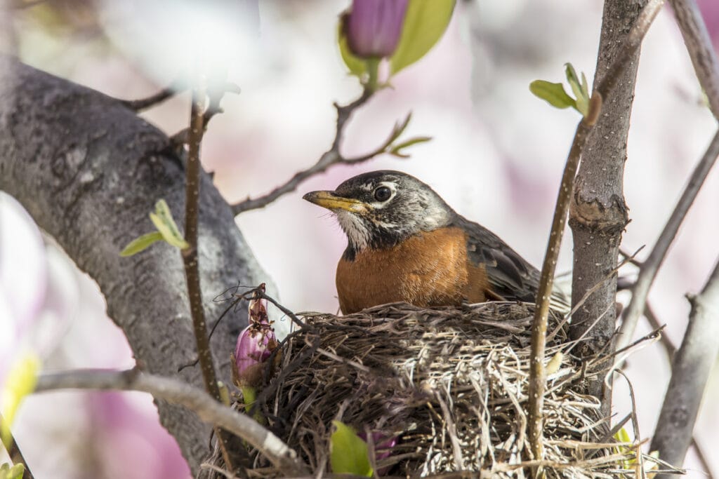 robin in a nest