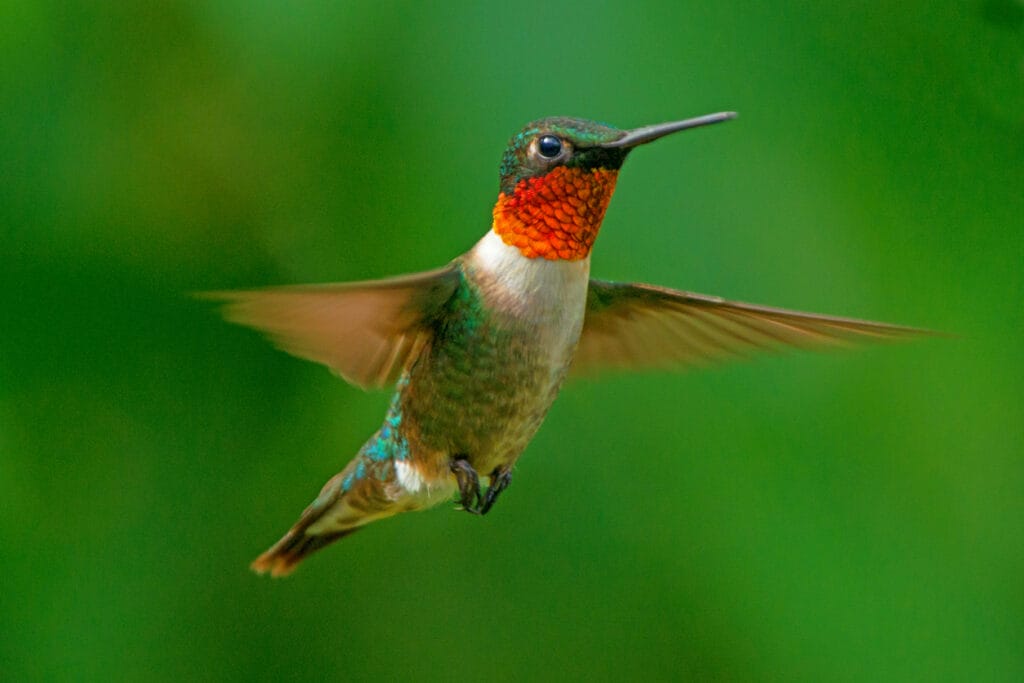 ruby-throated Hummingbird looking for a feeder