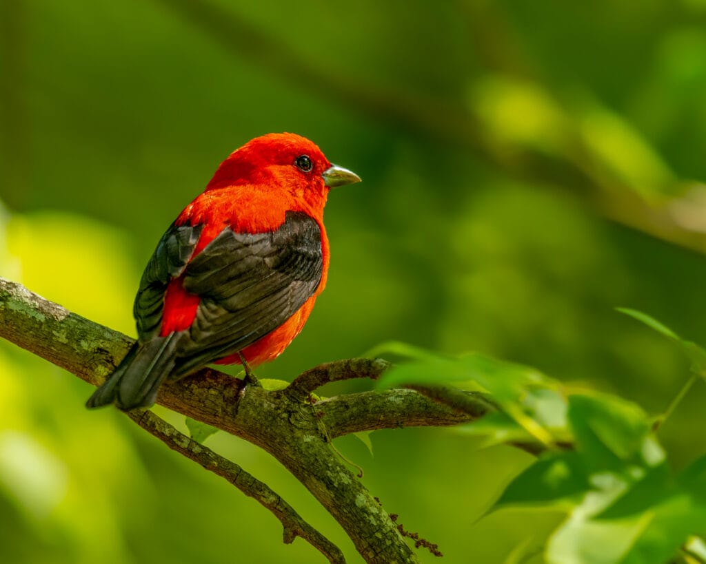 scarlet tanager