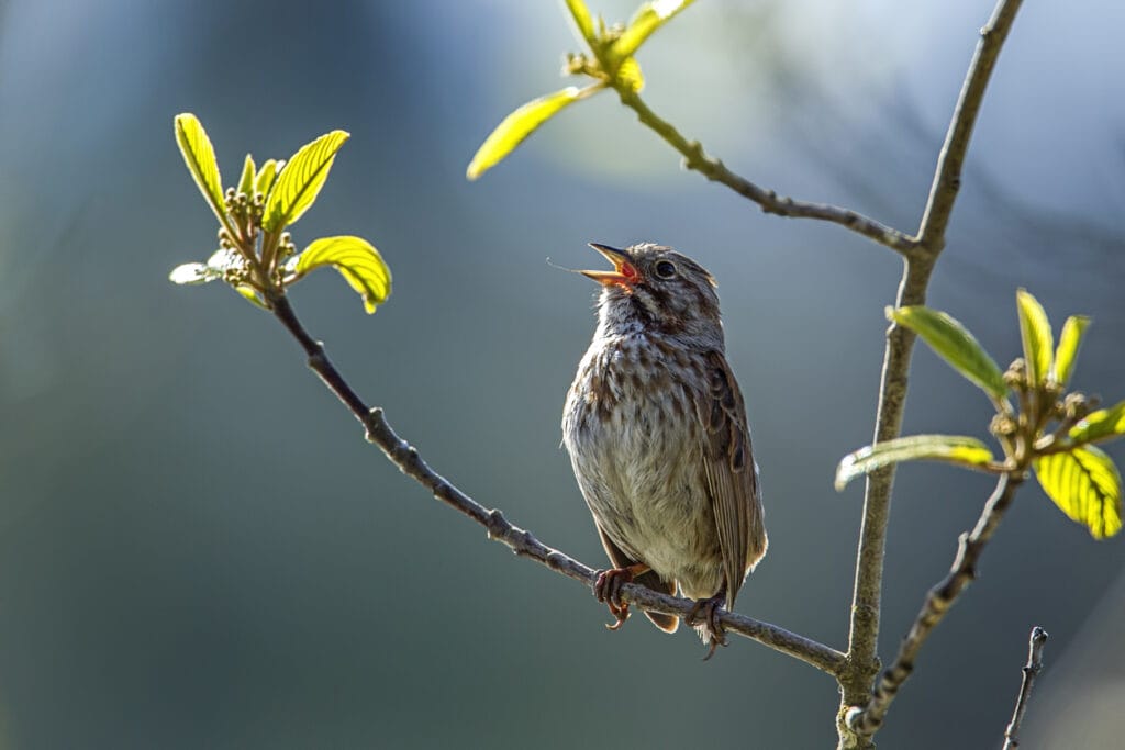 song sparrow singing