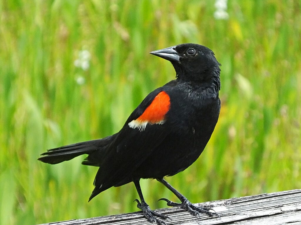 sitting red winged blackbird