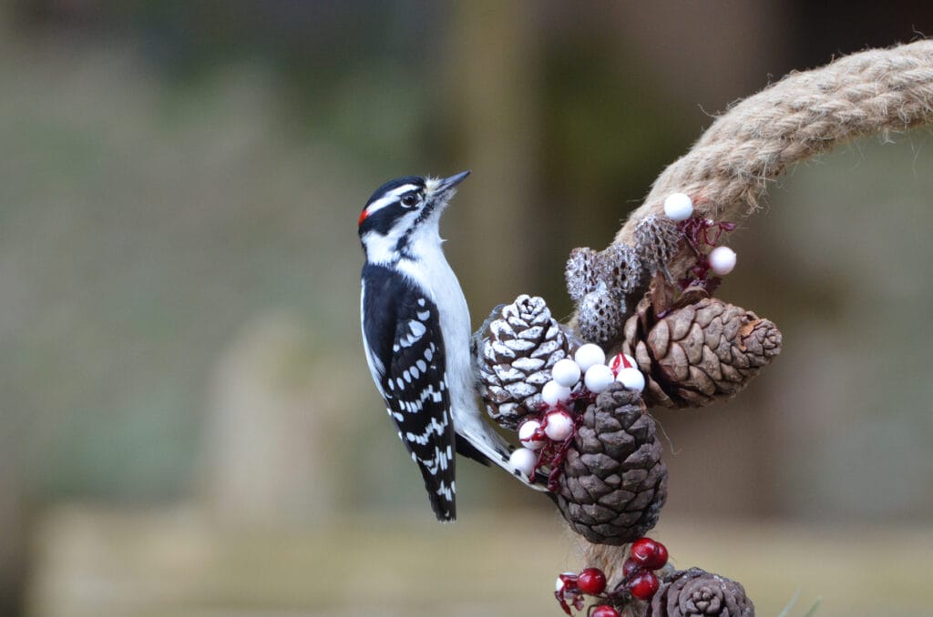 small downy woodpecker