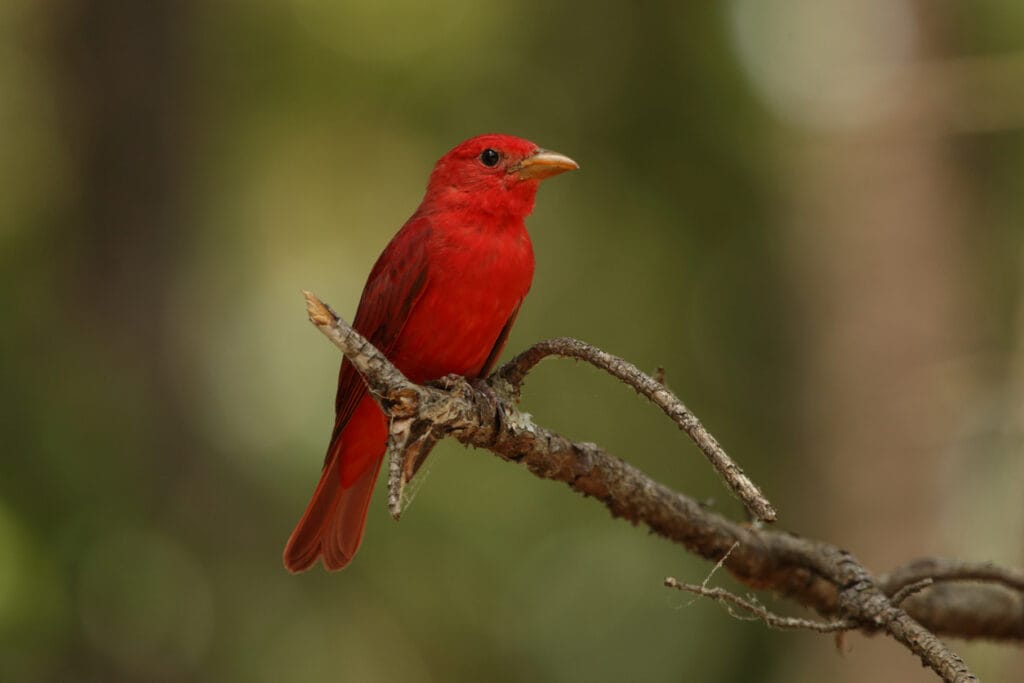 summer tanager