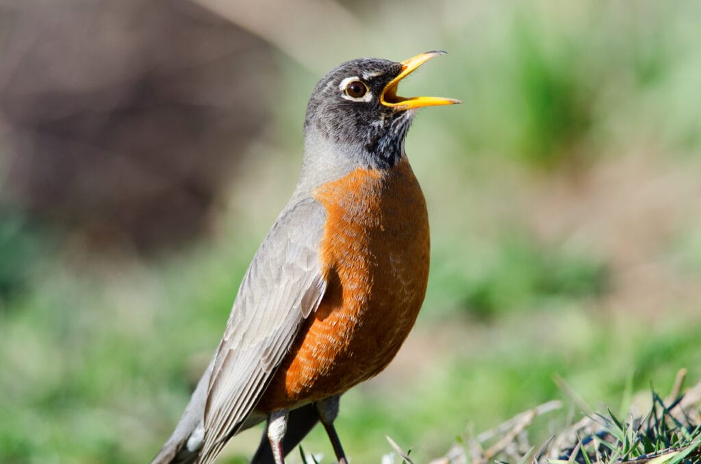 American Robin singing