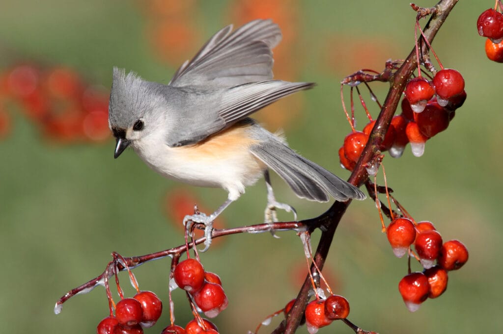 Tufted Titmouse 