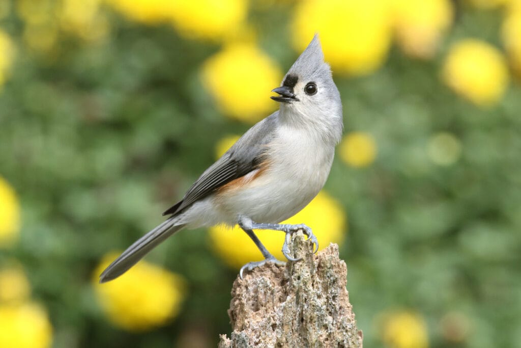 tufted titmouse on a stump