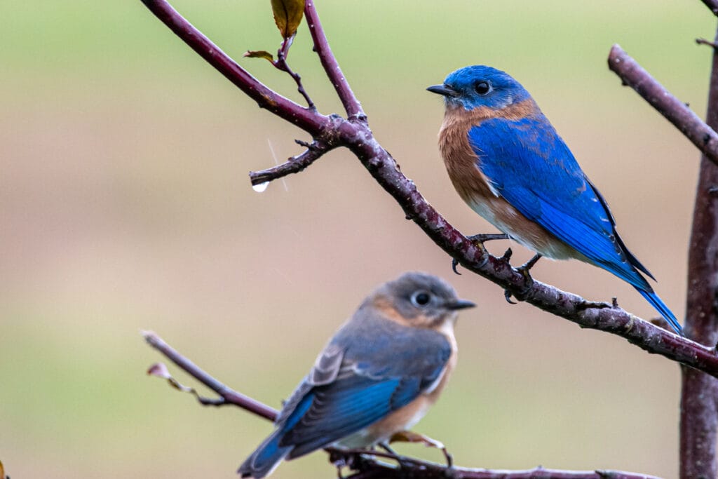 Pair of bluebirds perched on tree branch