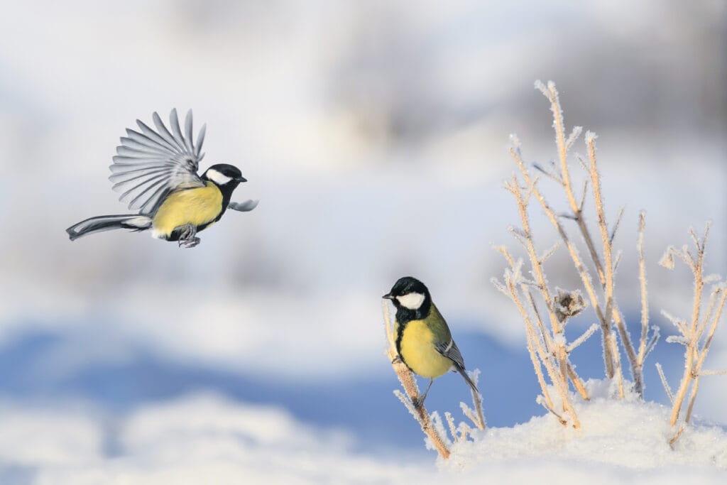 two chickadees flying