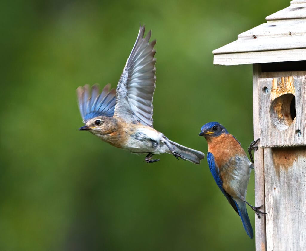 eastern bluebirds