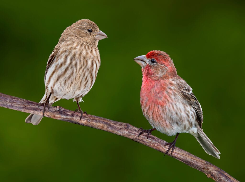 House Finch Pair