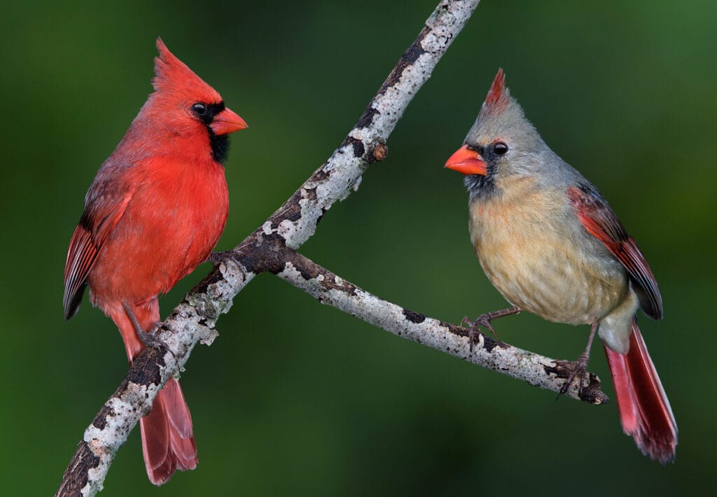 two northern cardinals