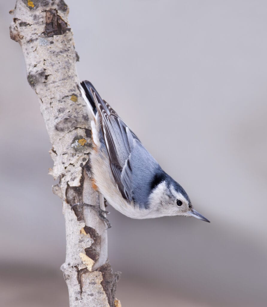 white breasted nuthatch perched