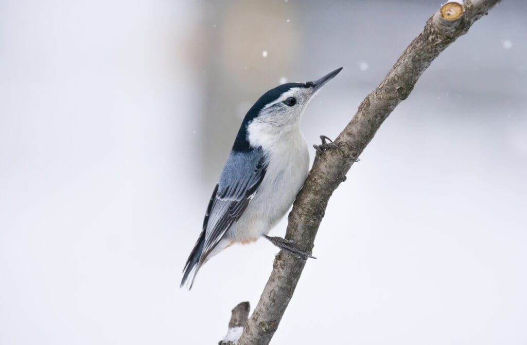 white breasted nuthatch snow