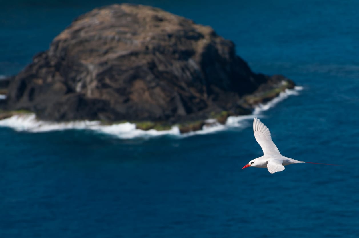 Hawaiian seabirds