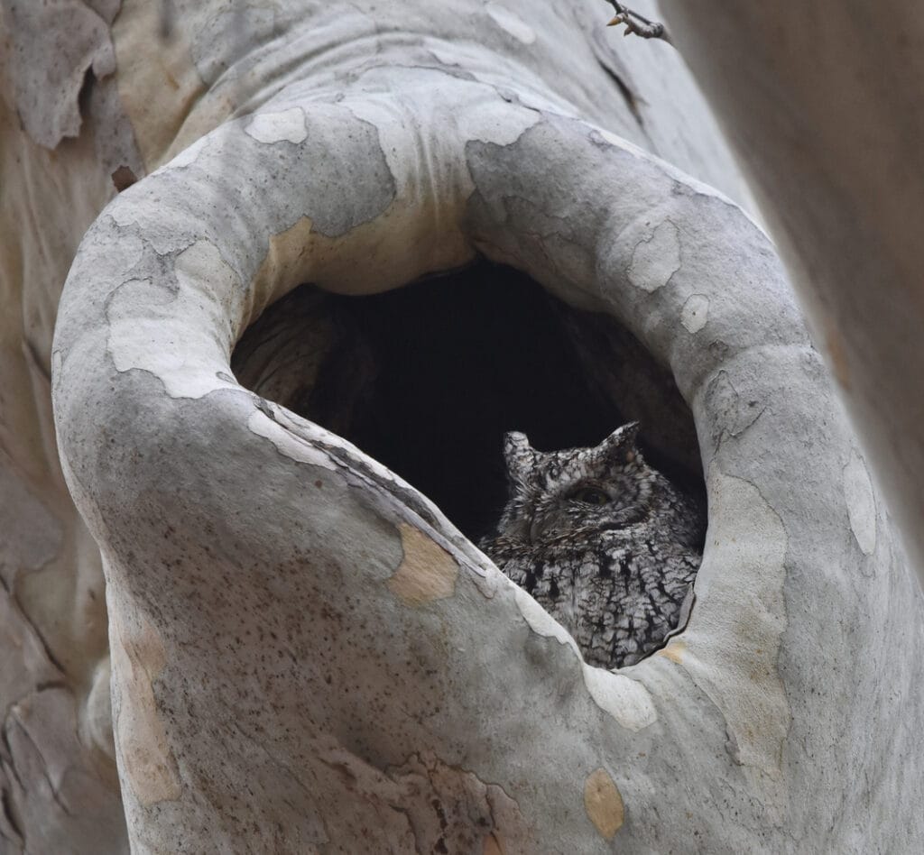 Whiskered Screech Owl