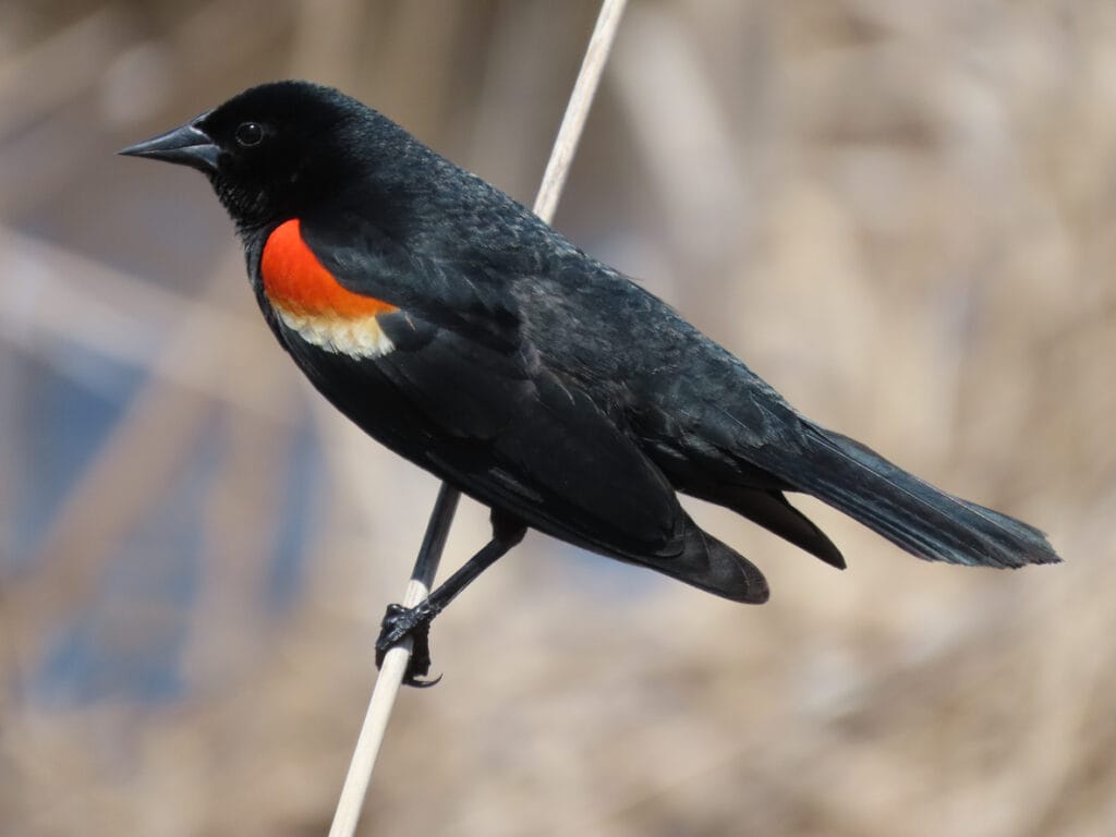 adult red winged blackbird