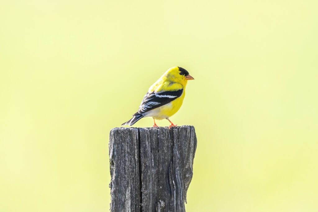 american goldfinch on post
