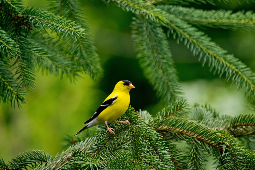 Goldfinch perches on a pine tree branch