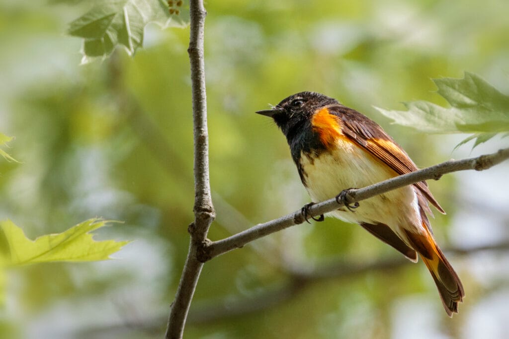 american redstart in a tree