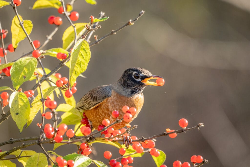 american robin eating berries