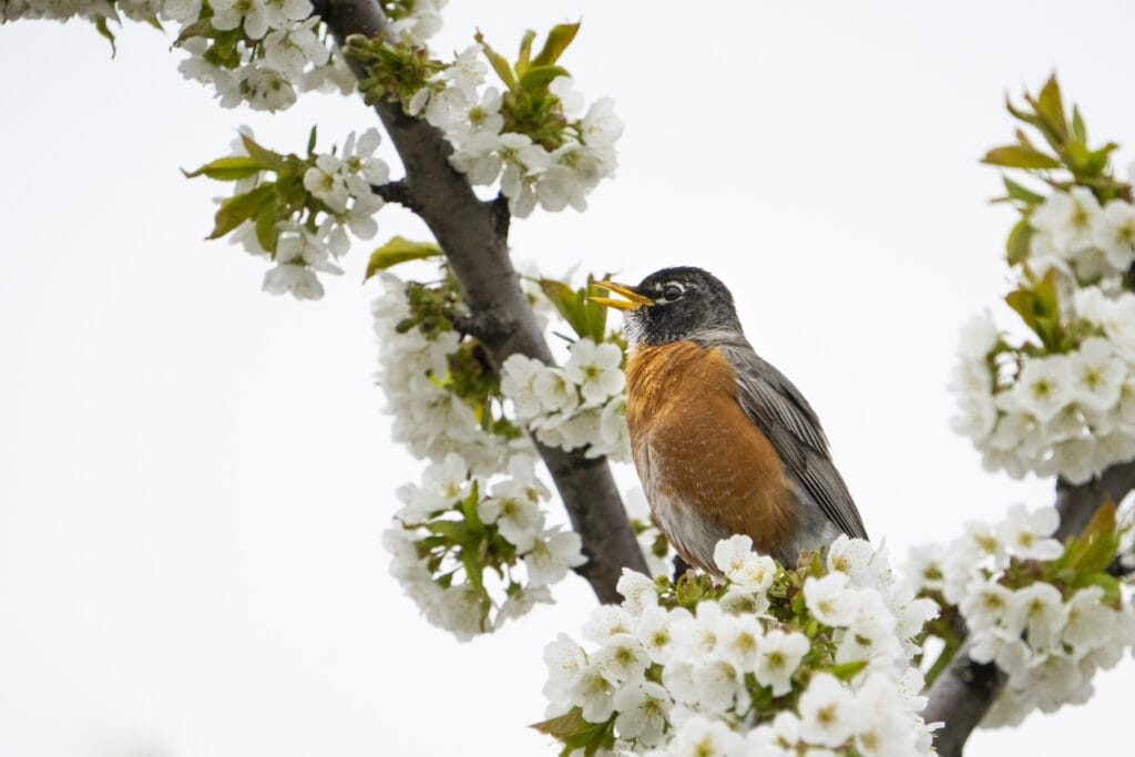 american robin in a cherry tree