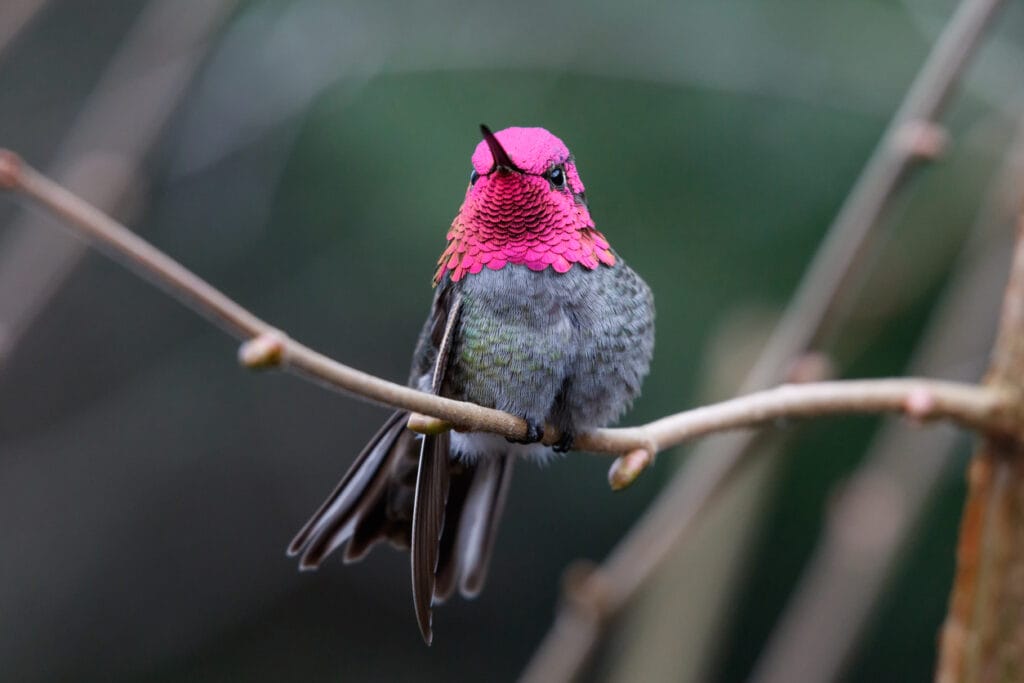 annas hummingbird sitting