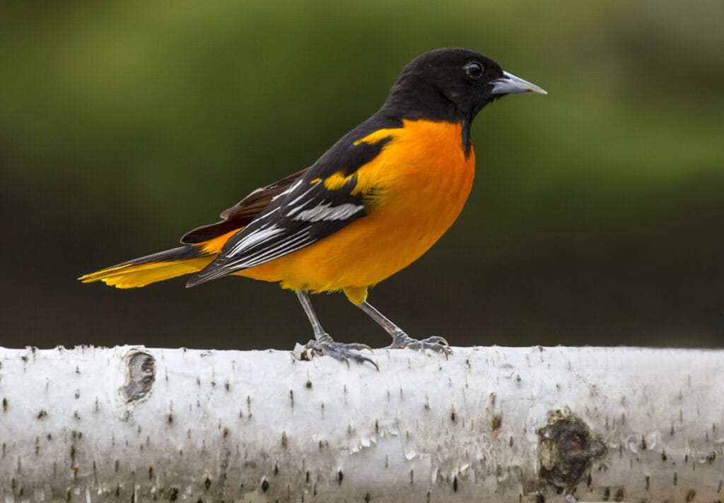 baltimore oriole on a branch