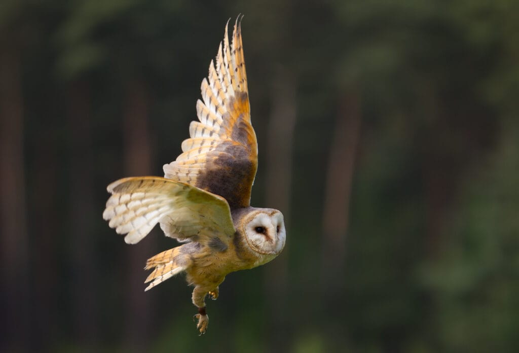 barn owl in flight