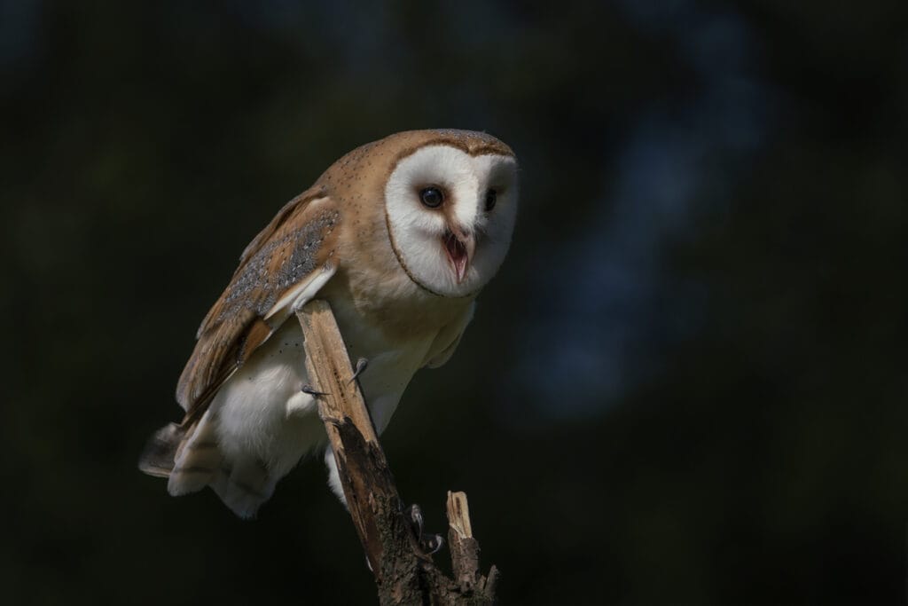 barn owl