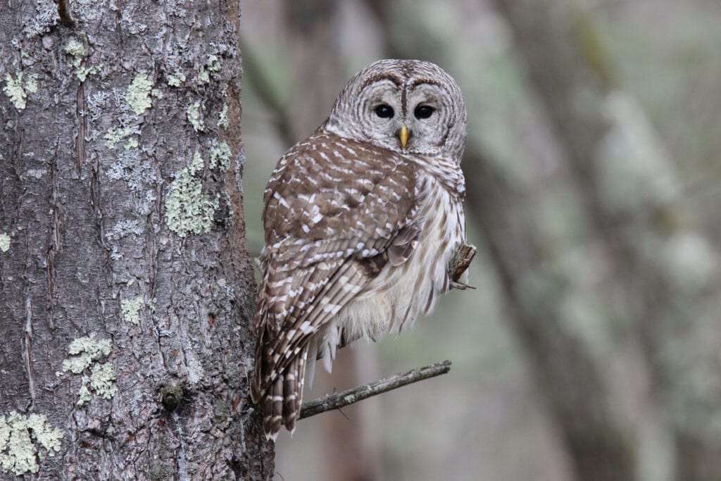 barred owl in a tree